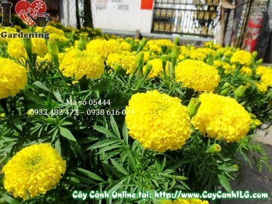 Cây cúc vạn thọ lớn trồng thảm trang trí lối đi công trình cảnh quan