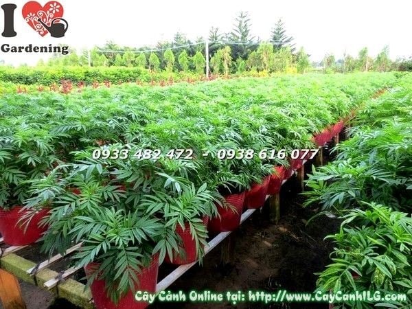 Hoa cúc vạn thọ nở rộ dịp Tết rực rỡ sắc vàng
