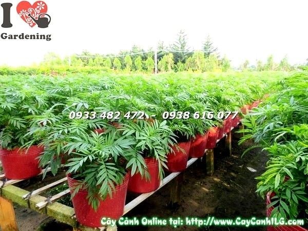 Chăm sóc cây hoa cúc vạn thọ phòng trừ sâu bệnh