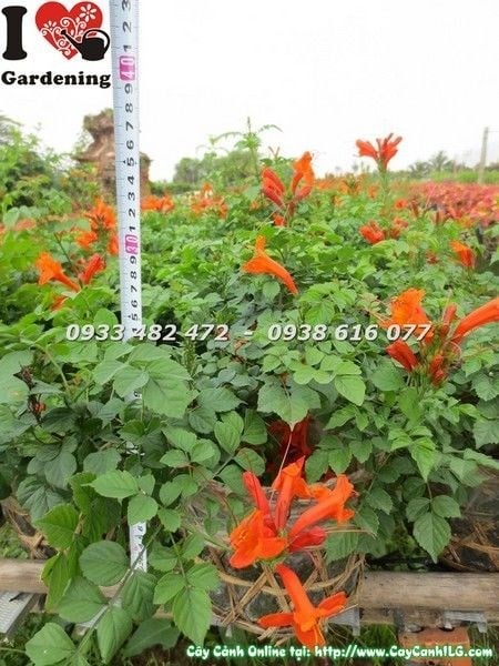 Cây hoa đăng tiêu lá nhỏ – leo giàn hàng rào đẹp, phủ xanh nhanh