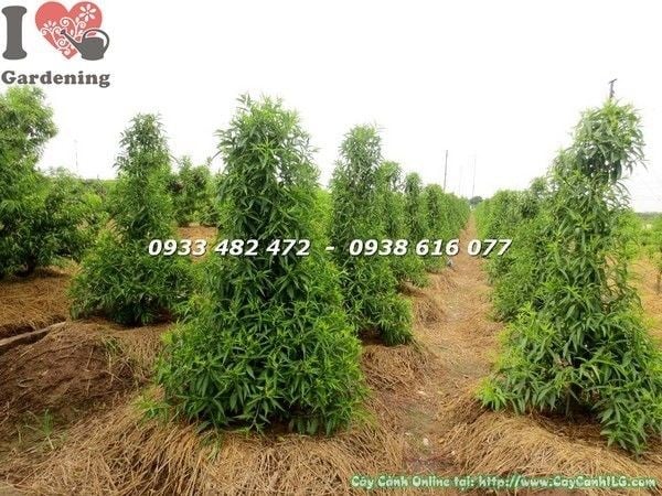 Cây hoa đào cao 1,4m Ms 22134 – hình ảnh thực tế tại ILG