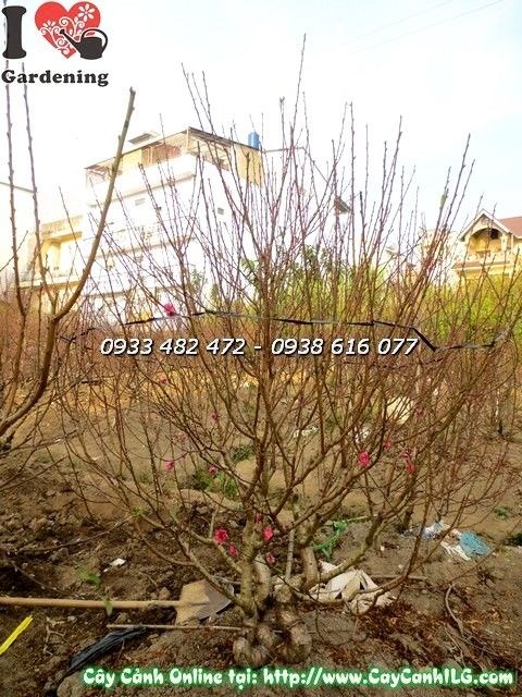 Hoa đào gốc đẹp cao 2m nở hoa rực rỡ - ILG vườn ươm