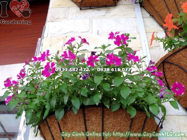 Hoa dạ yến thảo trắng tím rũ xuống đẹp mắt