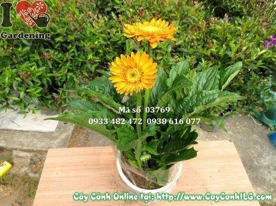 Cây hoa đồng tiền 30cm ra hoa nhiều màu