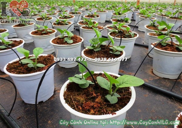 cây hoa đồng tiền giống phát triển khỏe mạnh ra hoa rực rỡ