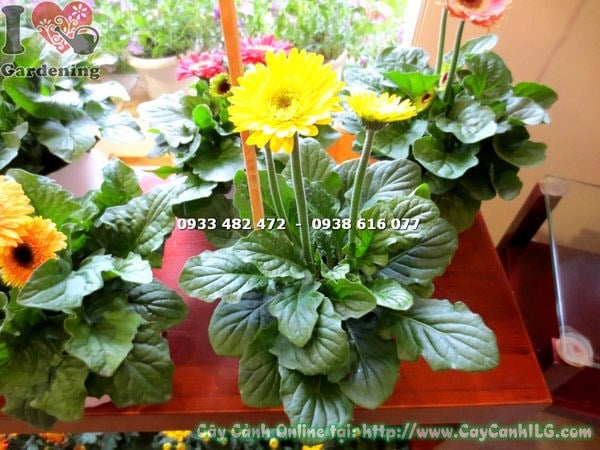 Cây hoa đồng tiền vàng mini trồng ngoài trời – ánh sáng phù hợp