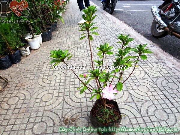 Hoa đỗ quyên hồng phấn – màu sắc nhẹ nhàng, dịu dàng