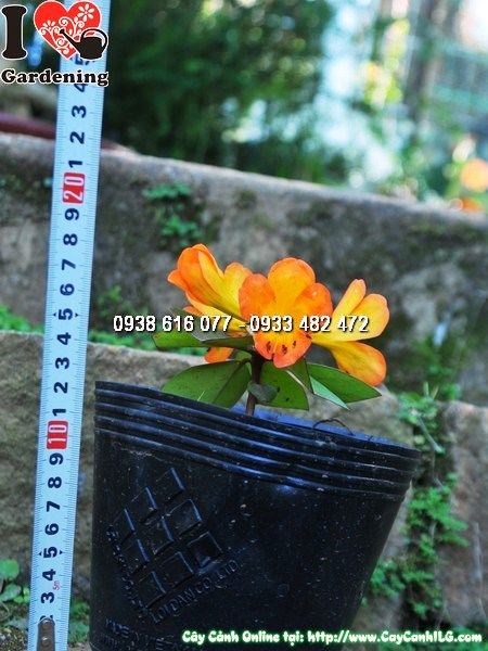 Cây Đỗ Quyên Úc trưởng thành tán rộng đẹp