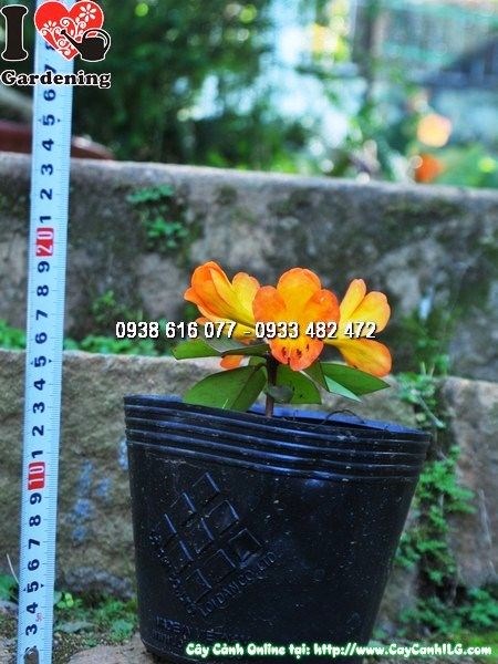 Hoa đỗ quyên Úc - màu sắc rực rỡ khi trưởng thành