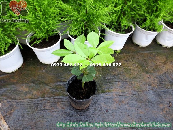 Cây Đỗ Quyên Úc trồng làm cảnh khuôn viên