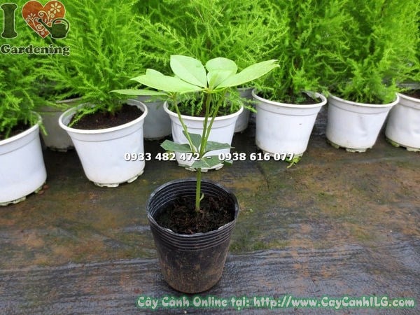 Hoa Đỗ Quyên Úc nở rực rỡ sau khi cắt tỉa đúng cách