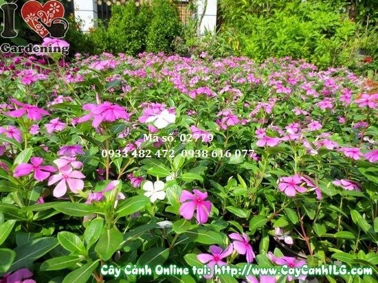 Cây hoa dừa cạn cao 30cm nở hoa rực rỡ tại vườn ILG