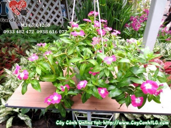 Cây hoa dừa treo cao 20cm – Ms 01785 tại vườn ILG