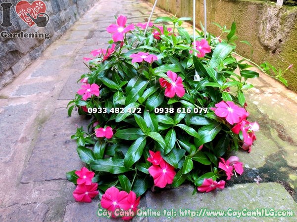 cây hoa dừa treo màu hồng tươi Ms 17211 – ILG