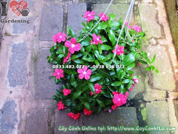 chăm sóc cây hoa dừa treo màu hồng tươi – tưới nước, cắt tỉa