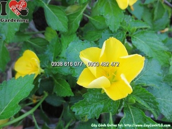 Chăm sóc cây hoa dừa vàng 15cm – tưới nước, ánh sáng, phân bón