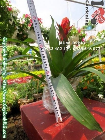 Đặc điểm lá và hoa cây đuốc – hoa đỏ vươn lên như ngọn nến