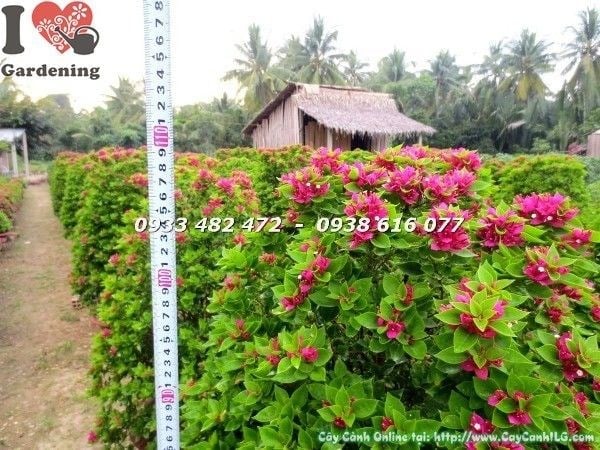 Cây hoa giấy Mỹ cao 1m1 nở hoa rực rỡ tại ILG