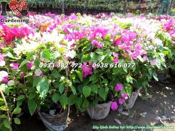 Cây hoa giấy nhiều màu được chăm sóc phân bón đúng cách