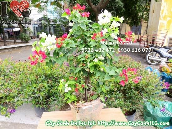 Mẹo kích hoa giấy nhiều màu nở rực rỡ