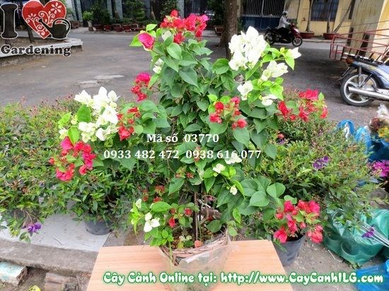 Cây hoa giấy nhiều màu trưởng thành tại vườn ILG