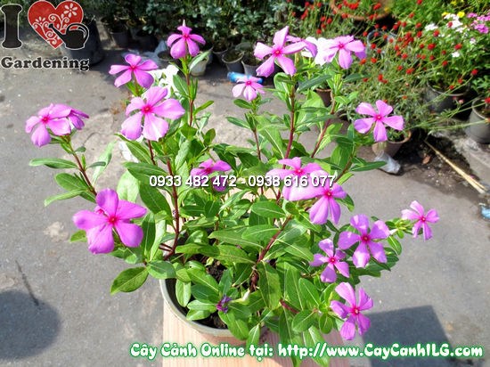 chăm sóc cây hoa hải đằng 30cm – tưới nước đúng cách