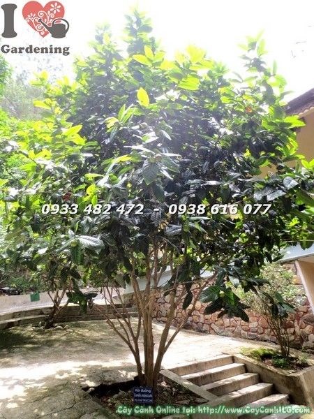 Hoa hải đường nở rực rỡ trên cây cao 3m