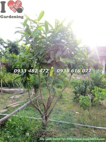 Hoa hải đường tán đẹp gốc lớn cao 1,5m – chi tiết tán và hoa