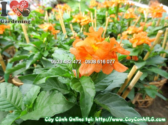 Cây hỏa hoàng cao 30cm – giống cây cảnh sắc cam rực rỡ tại ILG