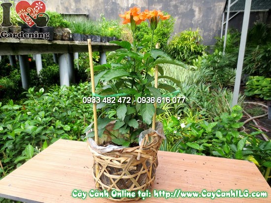 Cây hỏa hoàng trồng lối đi khuôn viên sân vườn