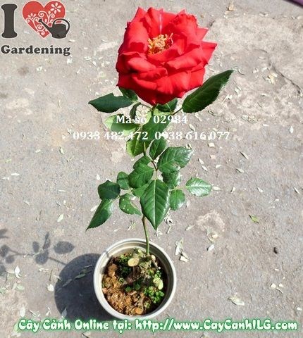 Hoa hồng nở rộ rực rỡ sau khi áp dụng mẹo kích hoa