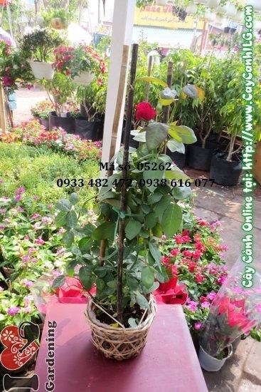 Cây hoa hồng nhung cao 50cm – ILG cung cấp sỉ lẻ