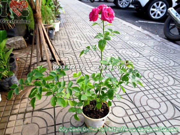Cây hoa hồng leo giống – hoa nở đẹp rực rỡ
