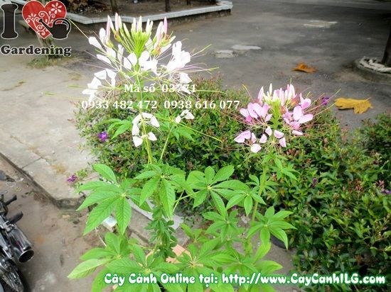 Chi tiết cụm hoa hồng ri nhị nhụy kéo dài như râu mèo