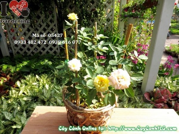 Cây hoa hồng tỉ muội cao 25cm – sắc hoa rực rỡ nhiều màu tại ILG