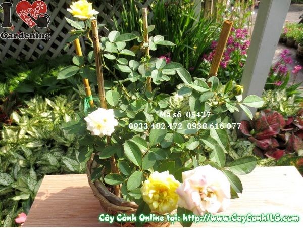 Hoa hồng tỉ muội 25cm nhiều màu sắc rực rỡ – Ms 01783