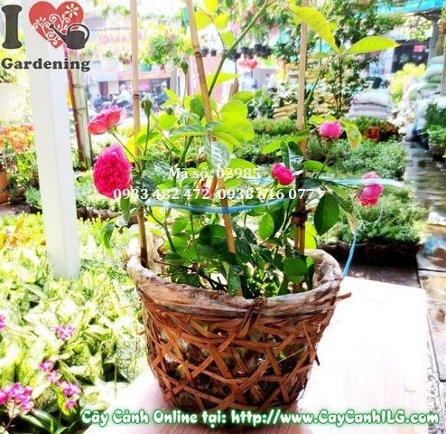 Đặc điểm hoa hồng tỉ muội đỏ cao 25cm