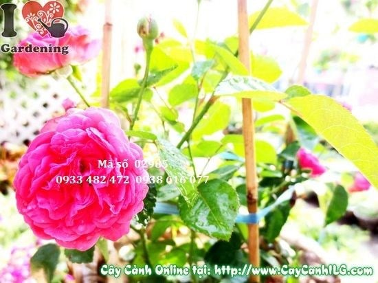 Hoa hồng tỉ muội đỏ 25cm tại vườn ILG TP.HCM