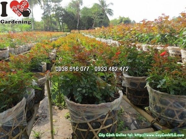Cây hoa hồng tỉ muội màu đỏ cam cao 25cm - Ms 23910