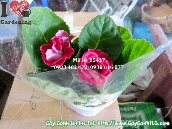 Cây hoa hồng xiêm cao 15cm – cây cảnh để bàn nội thất
