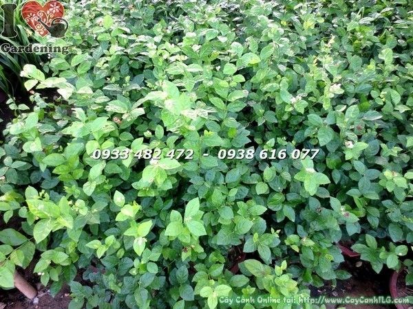 Cây hoa lài ta gốc lớn uống trà - đặc điểm nổi bật