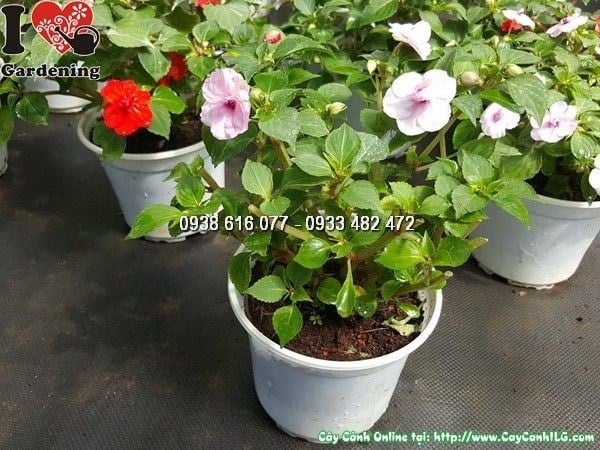 Thảm hoa loan thảo kép trồng trang trí sân vườn cảnh quan