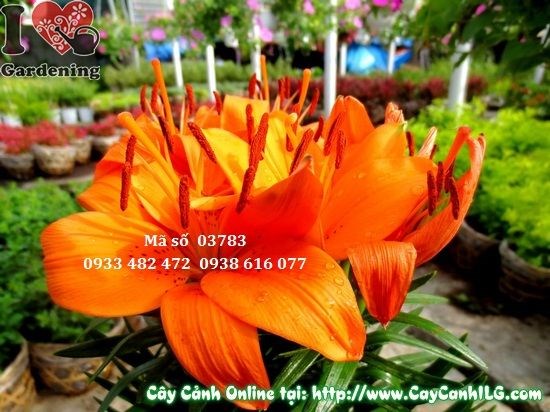 Cây hoa ly lá nhỏ cao 30cm đẹp, gọn gàng sau cắt tỉa