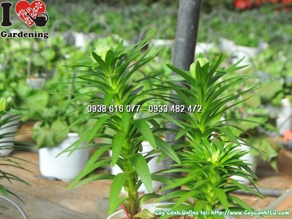 cây hoa ly lùn trồng chậu trang trí nội thất