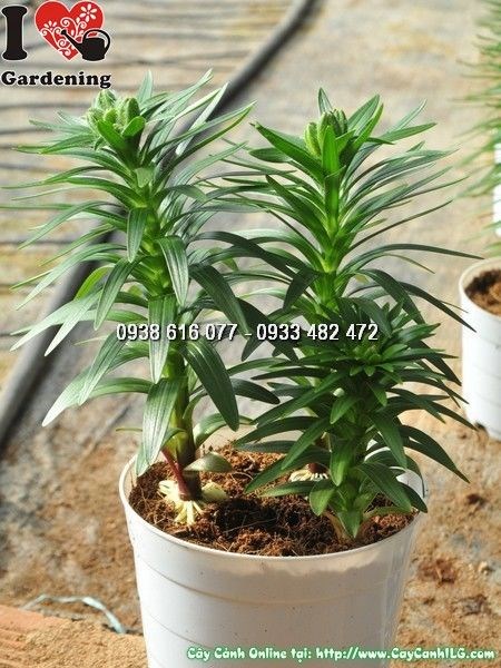 cây hoa ly lùn ms 25107 sắc hoa rực rỡ