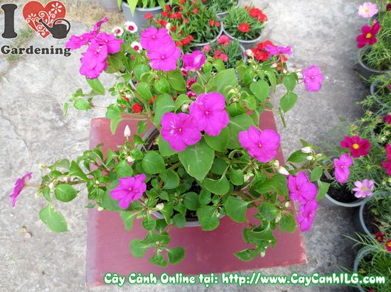 Cây hoa mai địa thảo cao 18cm – hoa nở rực rỡ nhiều màu sắc