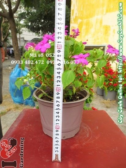 Hoa mai địa thảo nhiều màu sắc – hồng, đỏ, cam, vàng