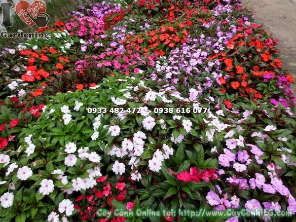 Cây hoa mai địa thảo nhiều loại – trồng cảnh quan sân vườn