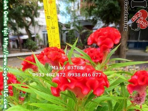 Cây hoa mào gà khỏe mạnh, hoa đẹp tại ILG