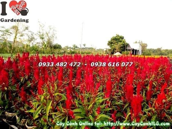 Cây hoa mào gà đỏ - hình chụp thực tế tại vườn ILG